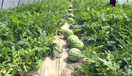 曹县吃瓜爆料事件最新进展,最新进展揭秘，真相逐渐浮出水面