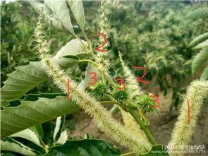 淫羊藿最新爆料