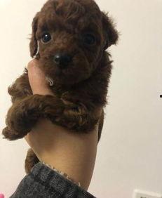 天门泰迪爆料视频大全最新,揭秘幕后真相与精彩瞬间